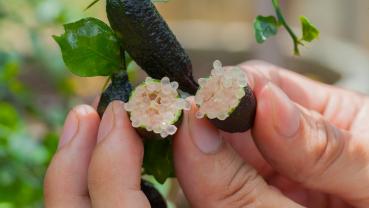 Le nuove coltivazioni di Finger Lime: Citrus australasica