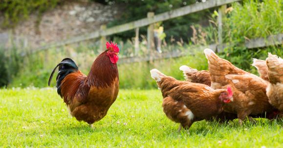 Allevamento di polli: quali scegliere per mangiare sano