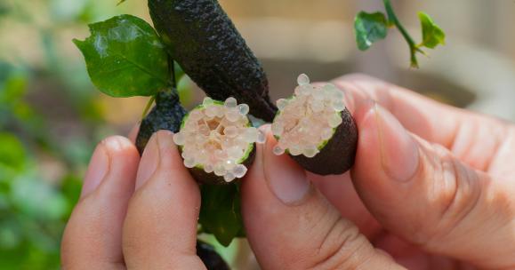 Le nuove coltivazioni di Finger Lime: Citrus australasica